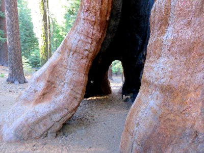Trail Of 100 Giants at Sequoia NF in CA