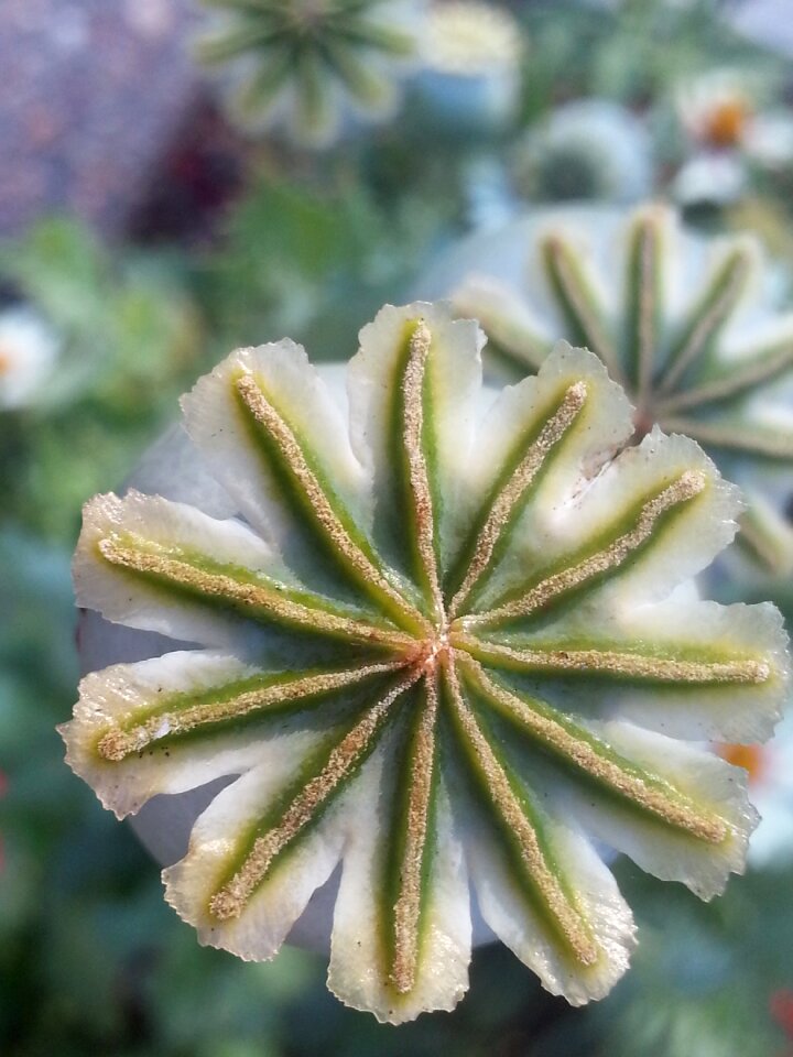 Plant summer season
