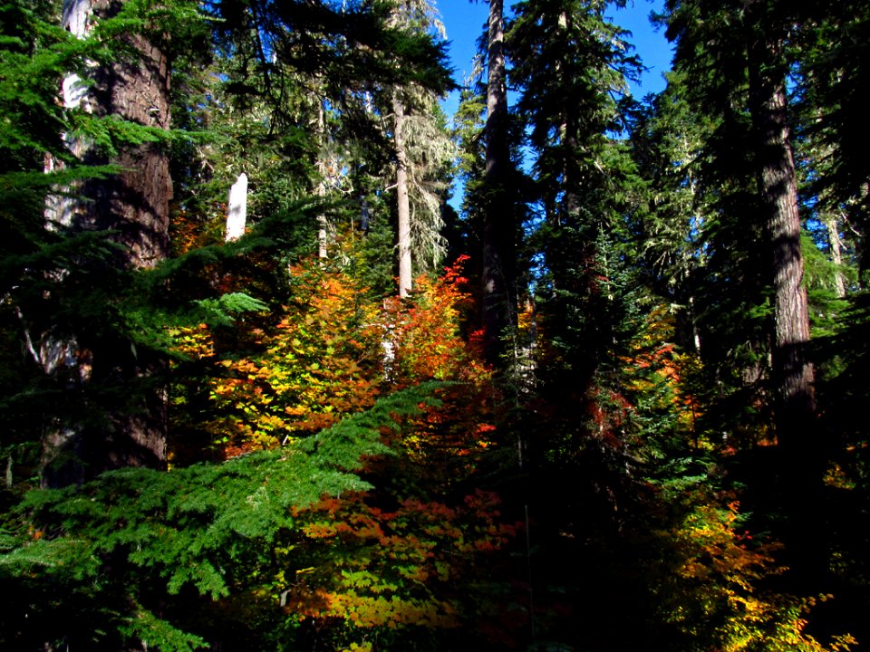 Lava Canyon Trail in WA
