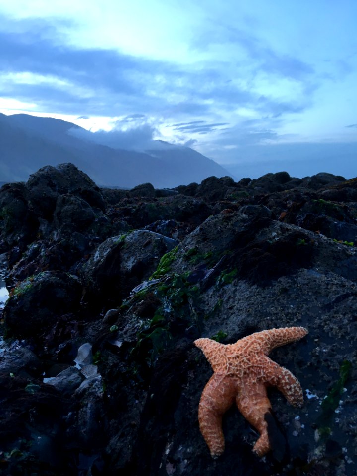Sea Star