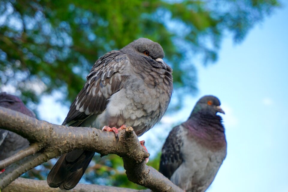 Cold bird animal photo