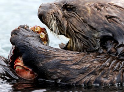 Sea Otter