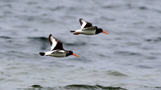 Flying Oystercatchers