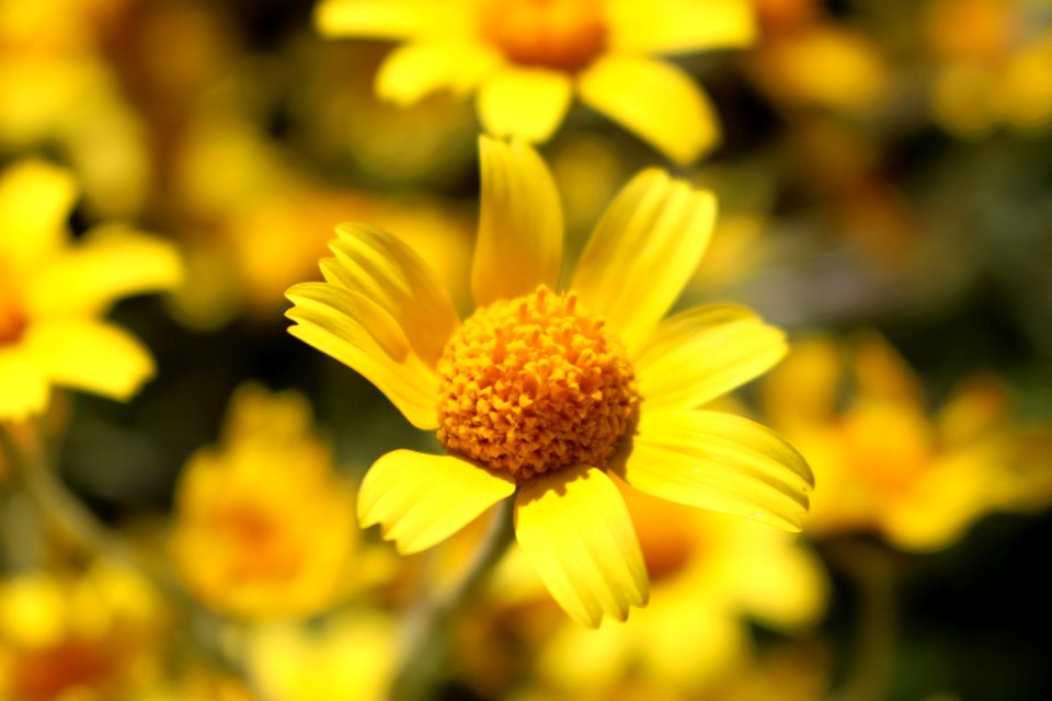 Flowers of Carrizo by Sharon Davis