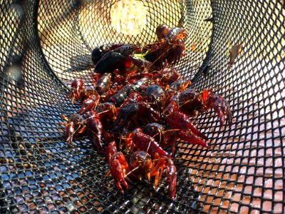 Crawdad Trapping in Redding Field Office