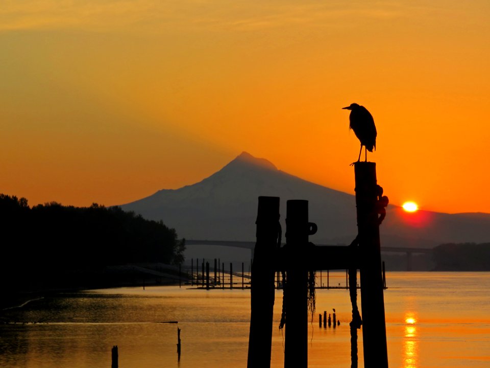 Blue Heron, Columbia River, and Mt. Hood at Sunrise