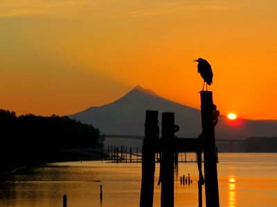 Blue Heron, Columbia River, and Mt. Hood at Sunrise photo