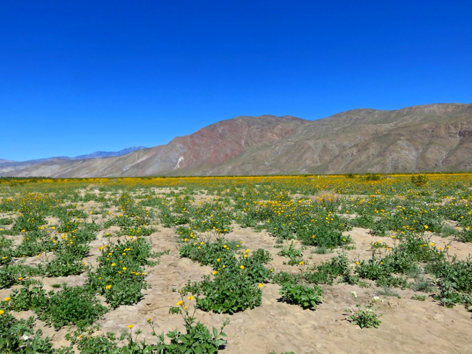 Henderson Canyon with Wildflowers at Anza-Borrego Desert SP in CA photo