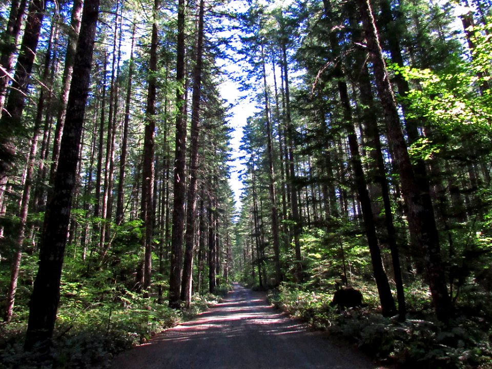 Falls Creek Falls Trail at Gifford Pinchot NF in WA