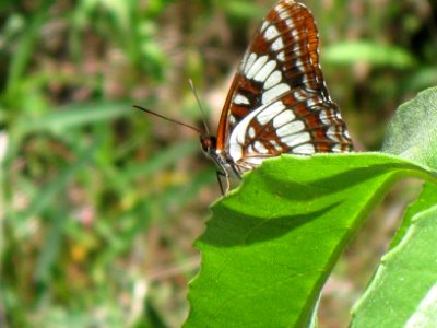 Lorquin's Admiral Closeup