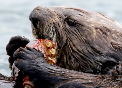Sea Otter