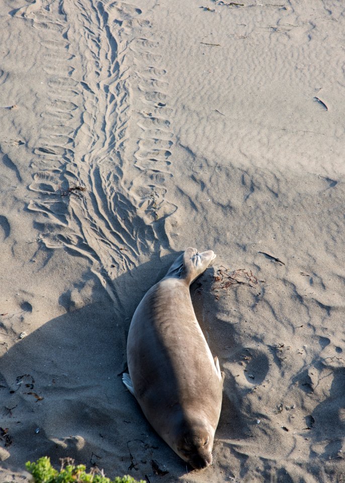 Piedras Blancas Outstanding Natural Area, part of the California Coastal National Monument