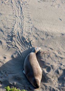 Piedras Blancas Outstanding Natural Area, part of the California Coastal National Monument