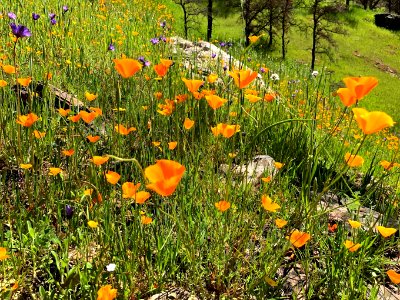 April 2018 Super Bloom along North Fork Merced