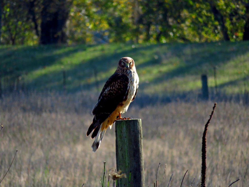 Hawk at Steigerwald Lake NWR in WA