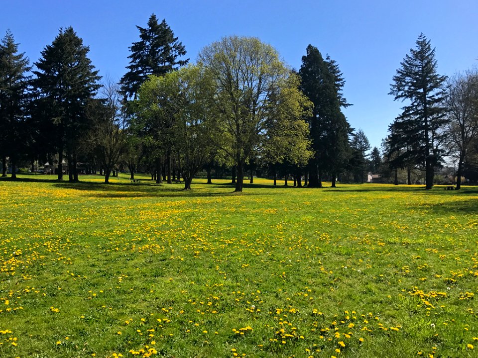 Dandelions at Fort Vancouver in Washington
