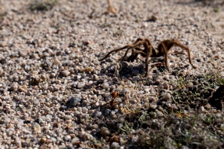 Mojave Tarantula photo