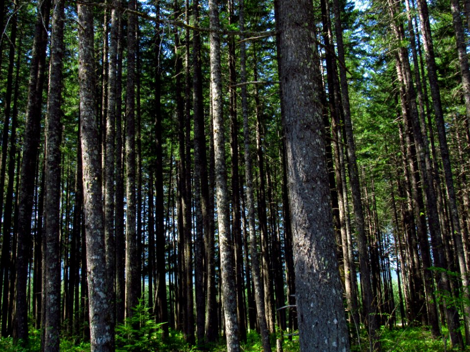 Trees at Gifford Pinchot NF in WA