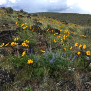 Bald Mountain