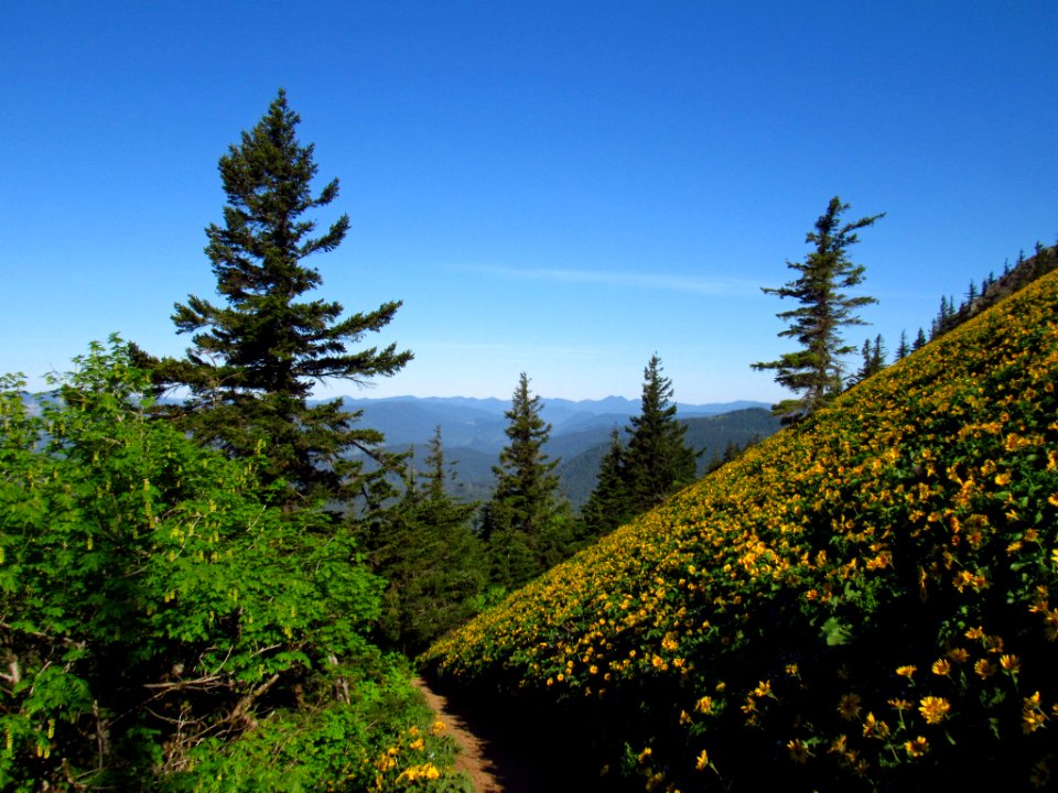 Wildflowers on Dog Mountain Trail in WA