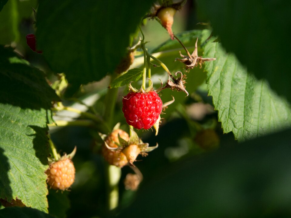 Ripe fruit bio eco
