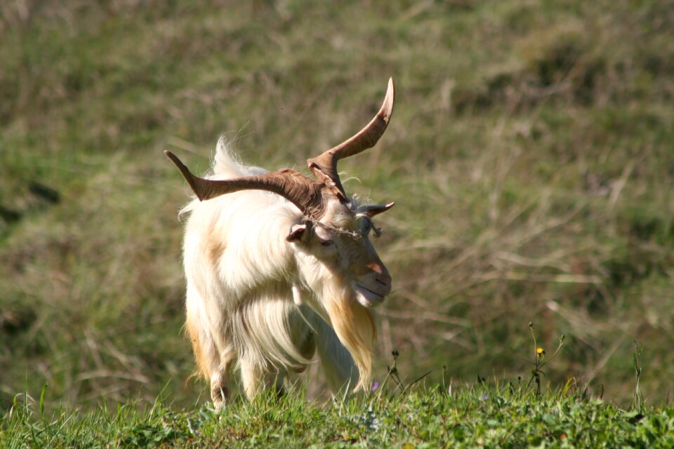 Nature goat animal world