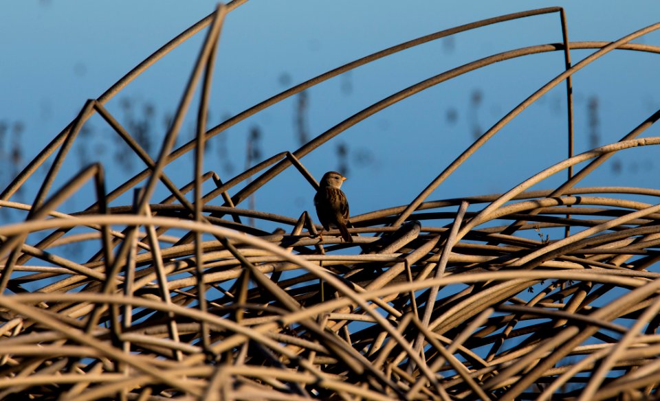 Cosumnes River Preserve