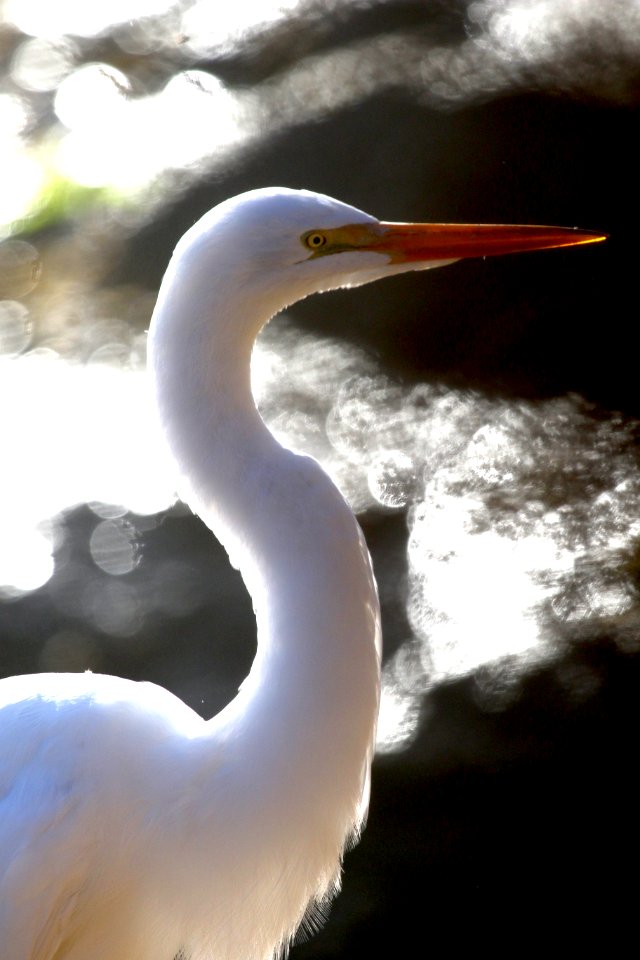 Great Egret