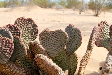 Beavertail Cactus
