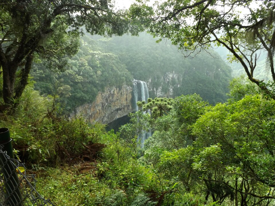 Green landscape vegetation