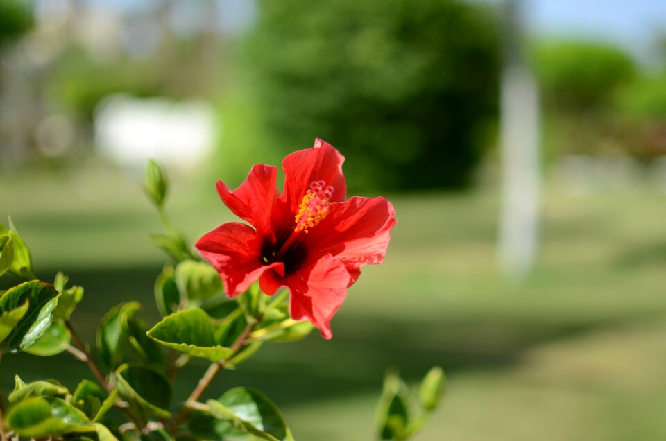 Hibiscus spring meadow