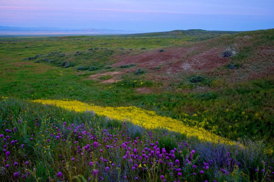 Super Bloom 2017 at Carrizo Plain National Monument