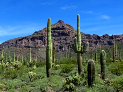 Organ Pipe Cactus NM in AZ