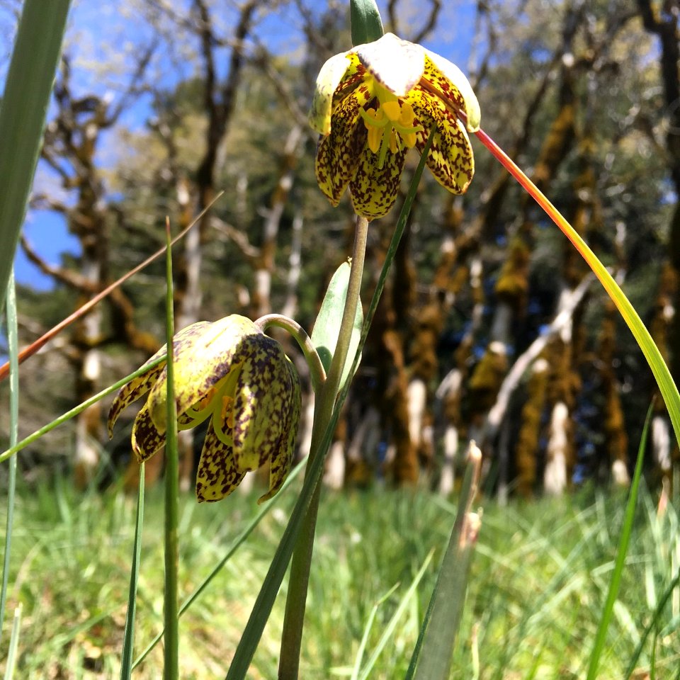 BLM Arcata Field Office Wildflowers