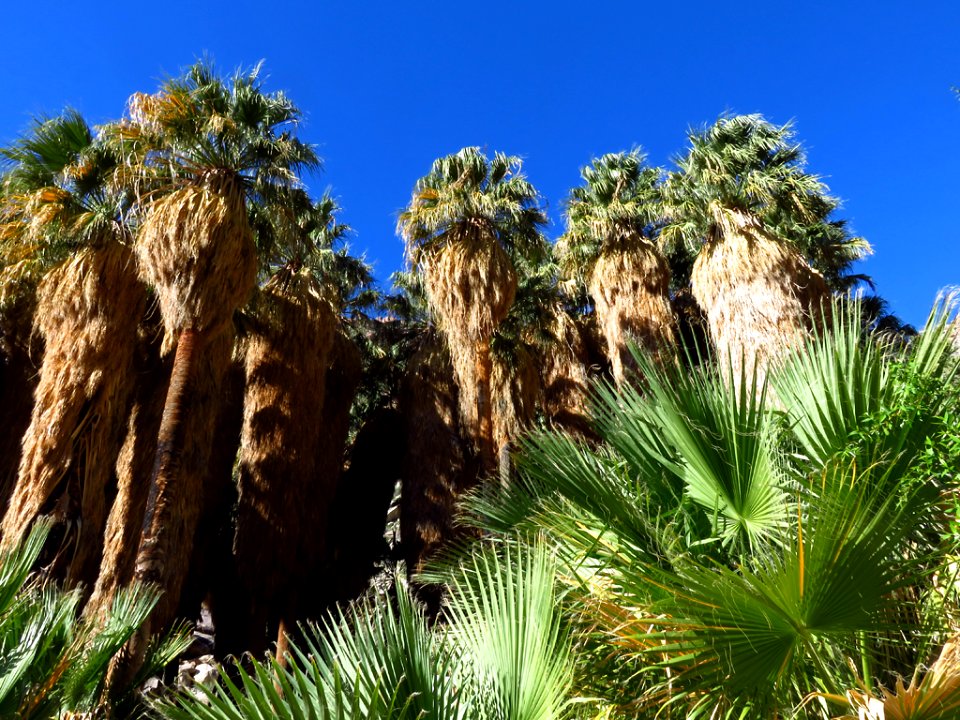 Palm Oasis at Anza-Borrego Desert SP