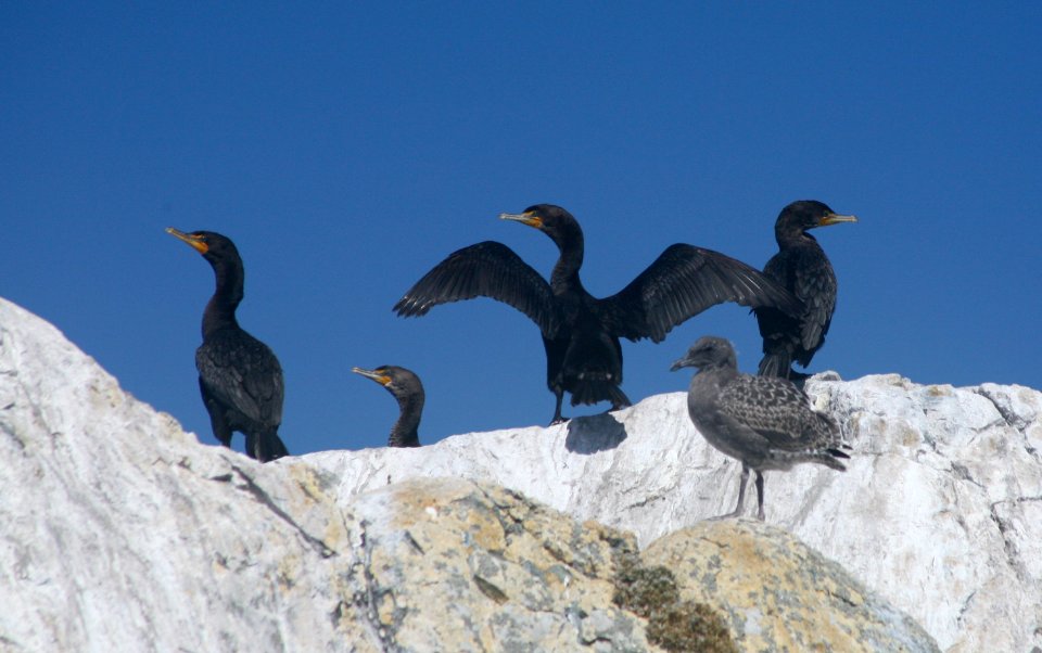 California Coastal National Monument at Trinidad Head