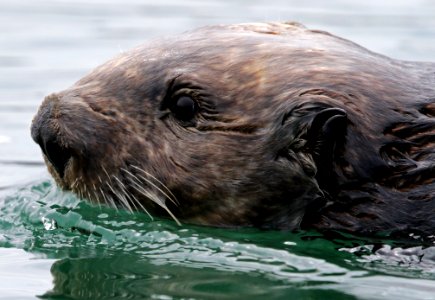 Sea Otter