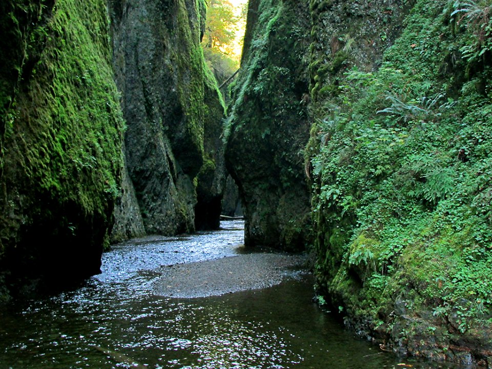 Oneonta Gorge in OR