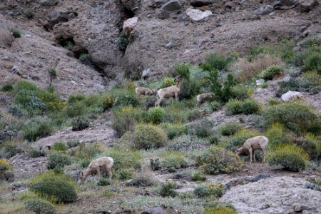 Pacific Crest Trail photo