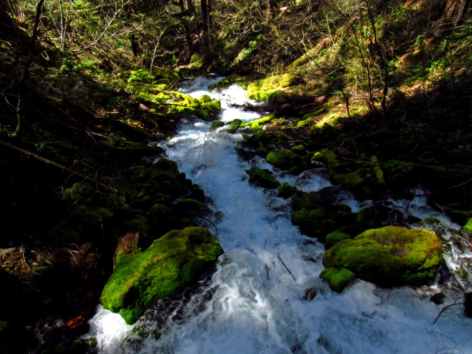 Falls Creek Falls Trail in WA