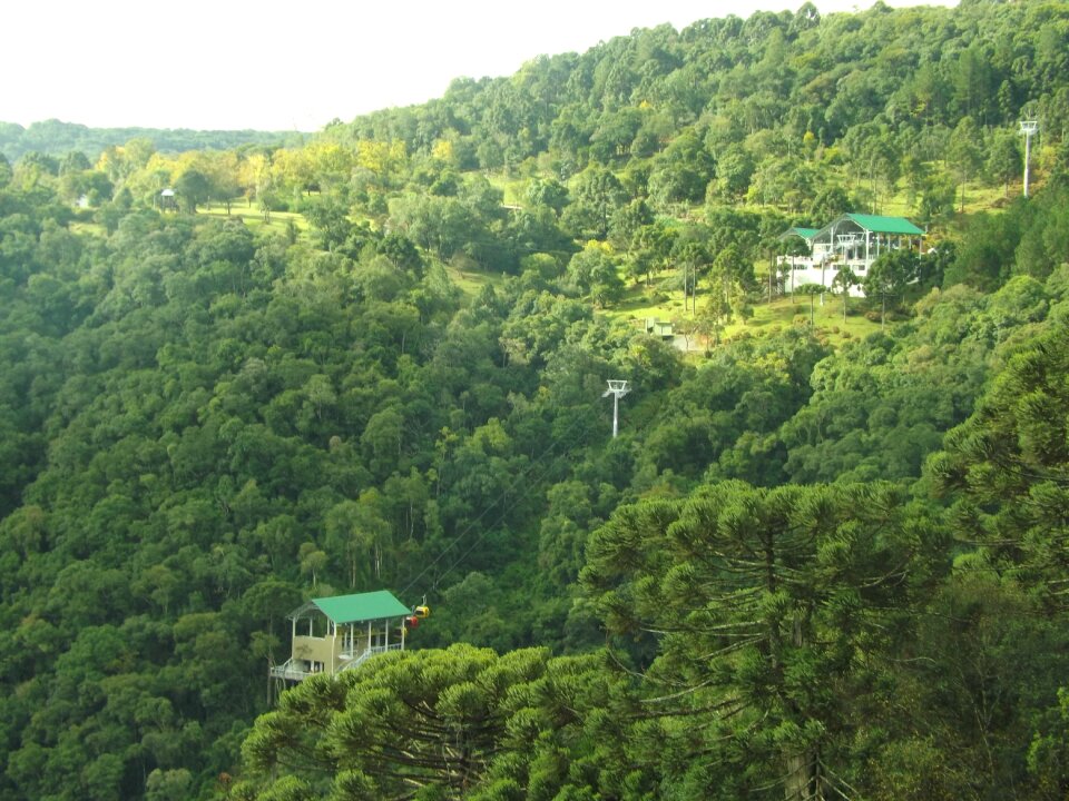 Atlantic forest trees forest