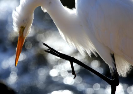 Great Egret photo