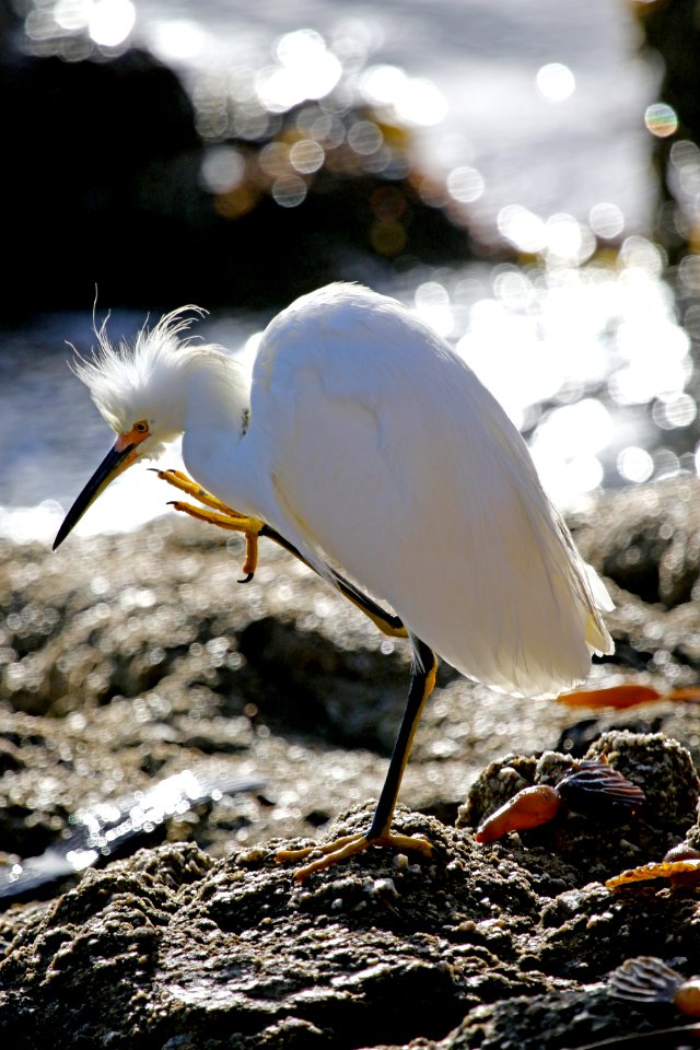 Snowy Egret