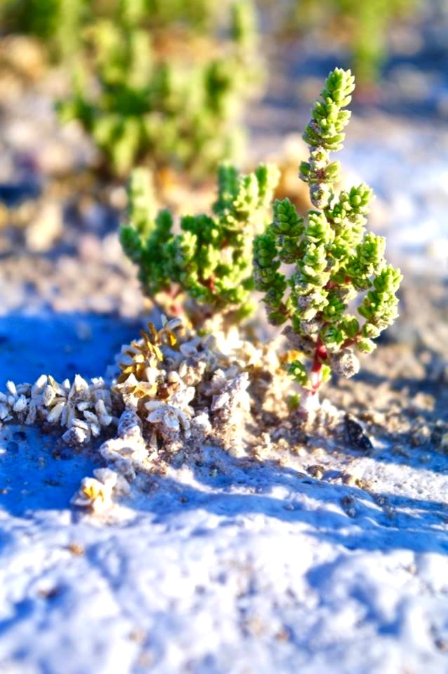 Endangered Amargosa Niterwort in Carson Slough