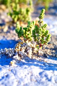 Endangered Amargosa Niterwort in Carson Slough