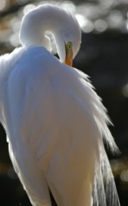 Great Egret photo