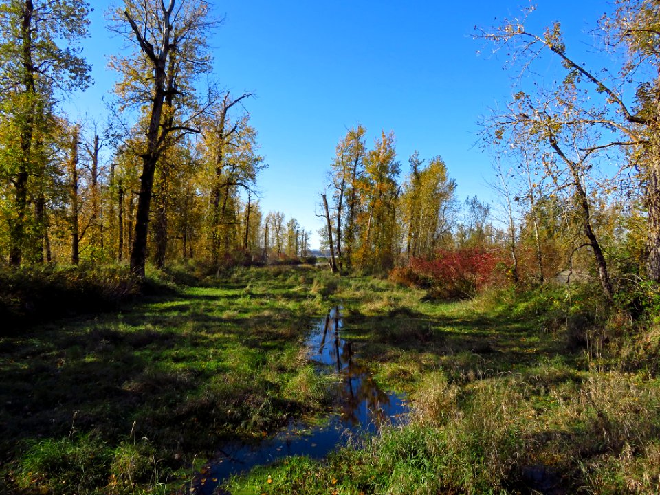 Autumn at Steigerwald Lake NWR in WA