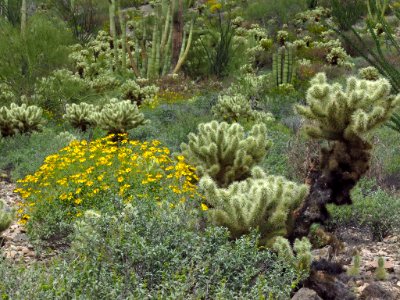 Organ Pipe Cactus NM in AZ