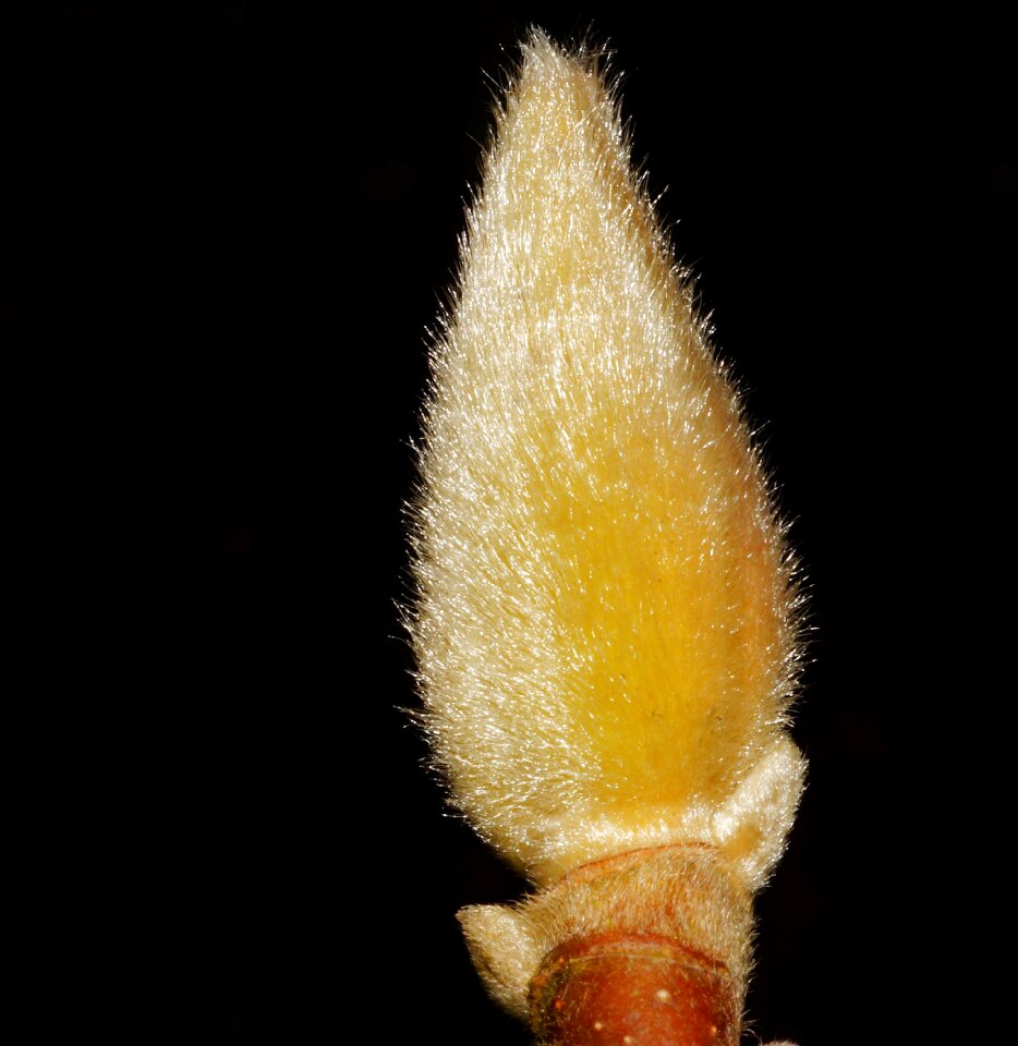 Bloom inflorescence plant