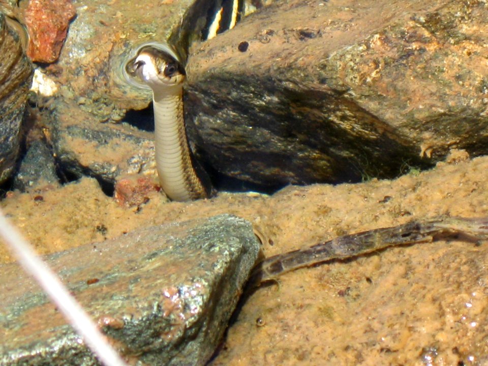 Aquatic Garter Snake